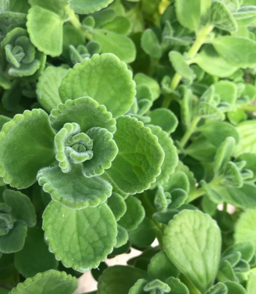 Nádchovník - Kubánske oregano