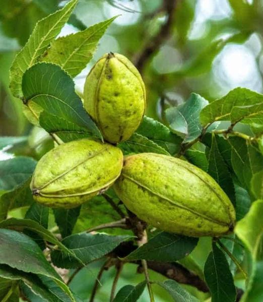 Carya illinoinensis