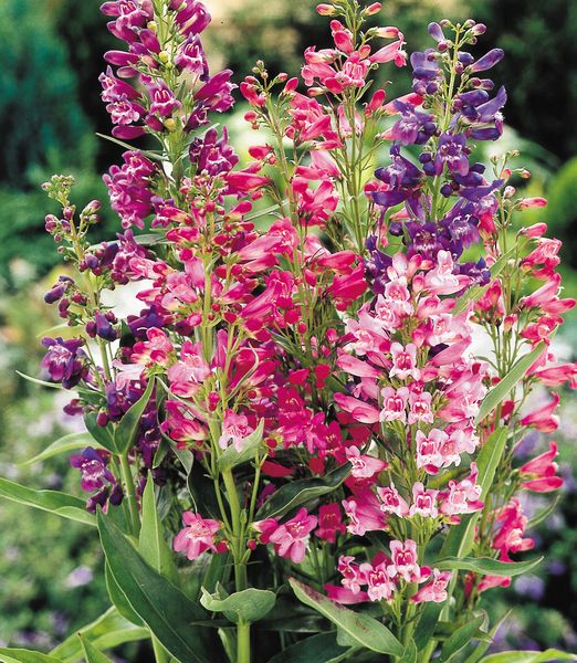 Penstemon, mix farieb