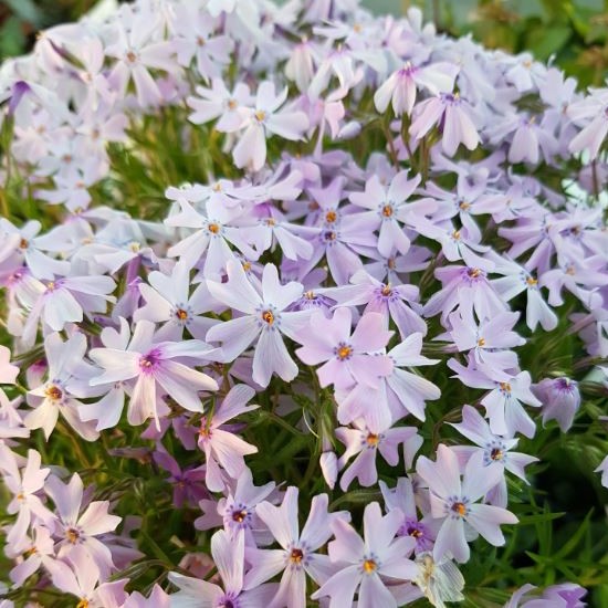 Phlox subulata 'Emerald Cushion Blue'