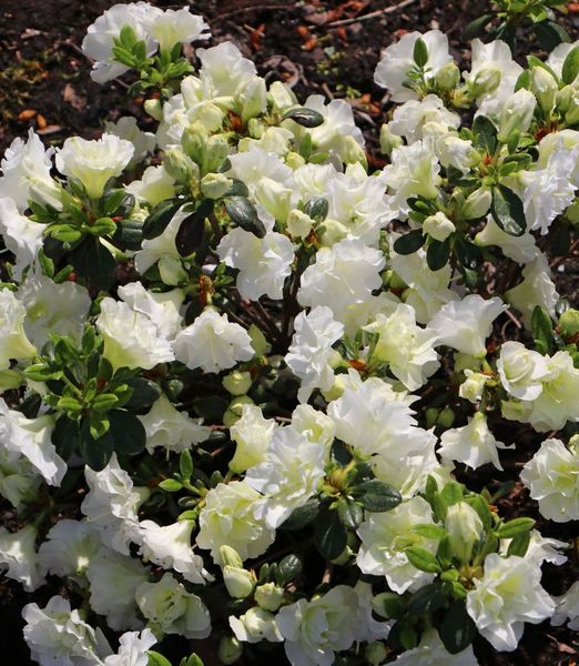 ist ein rhododendron winterhart Rhododendron Red Jack | 60-80 cm im Topf